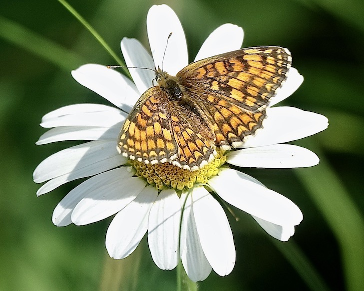 Provençal fritillary